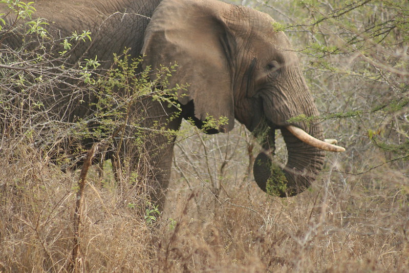 Go on a Big Five Safari in Akagera National Park