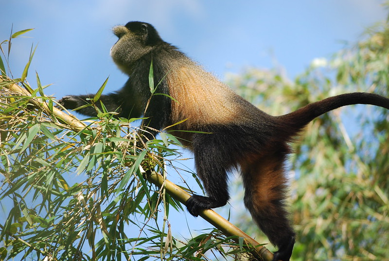 3. Nyungwe Forest National Park 