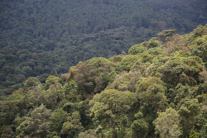 4. Gishwati-Mukura National Park 