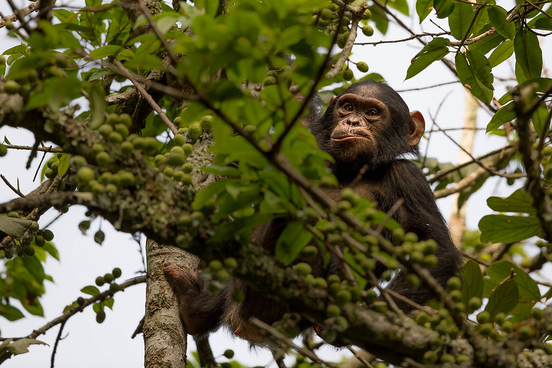 Best Time for Chimpanzee Trekking in Nyungwe Forest