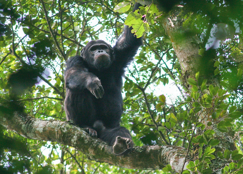 Best Time for Chimpanzee Trekking in Nyungwe