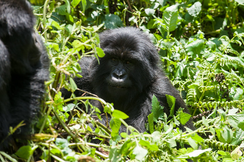 Best Time for Gorilla Trekking