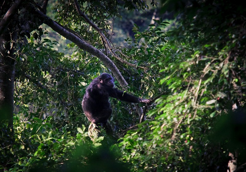 Chimpanzee Trekking in Nyungwe Forest 