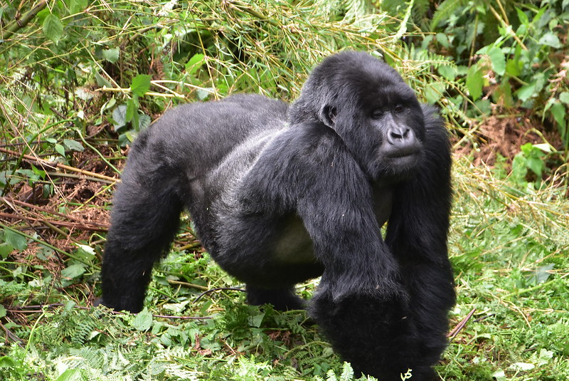 Gorilla Trekking in Volcanoes National Park