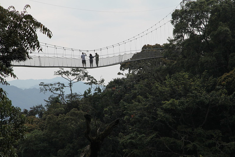 Walk Above the Rainforest on the Nyungwe Canopy Walk 